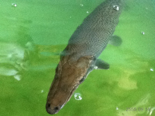อีกตัวเป็นปลา ชื่อขอนลอย