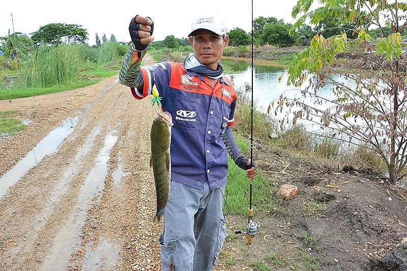 พุ่งมา..กัดไม่โดน  บ้าง   น้ำนูน..ตามมา  บ้าง  แล้วในที่สุด !!!    :grin: :grin: :grin:

พี่ทุย..แ