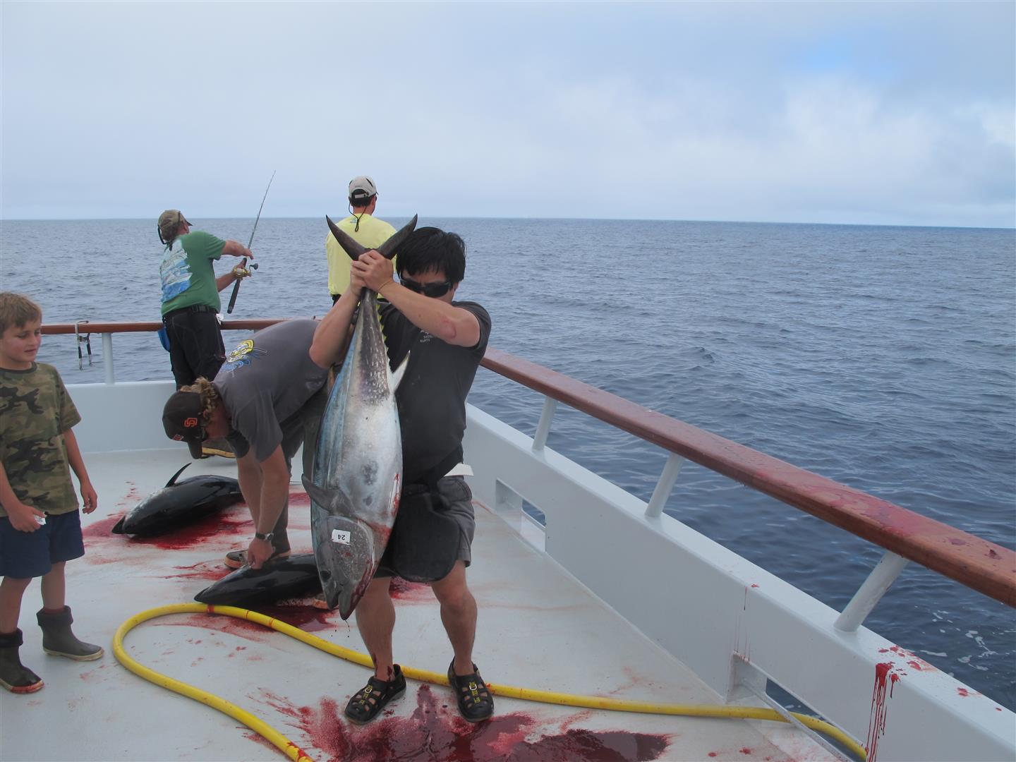   อัดอยู่ประมาณ 10 นาทีครับ ต่อตัว


 Blue Fin Tuna ตกไม่ยากไม่ง่ายครับ

 สายหน้าต้อง สาย Fluoc