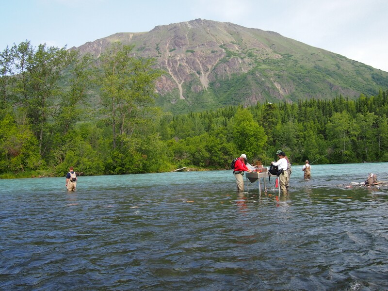 เดินไปจนสุด จะเป็น kenai river and russian river บรรจบกันครับ มีที่แล่ปลาอยู่ตรงกลางน้ำด้วย
