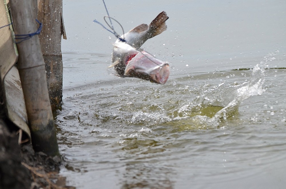 ทางทีมงานเราไม่สามารถถ่ายปลาที่สู้เบ็ดโดดได้  ทางเราขอถ่ายปลาที่ถูกล่ามไว้โดดก็แล้วกันนะ :laughing: