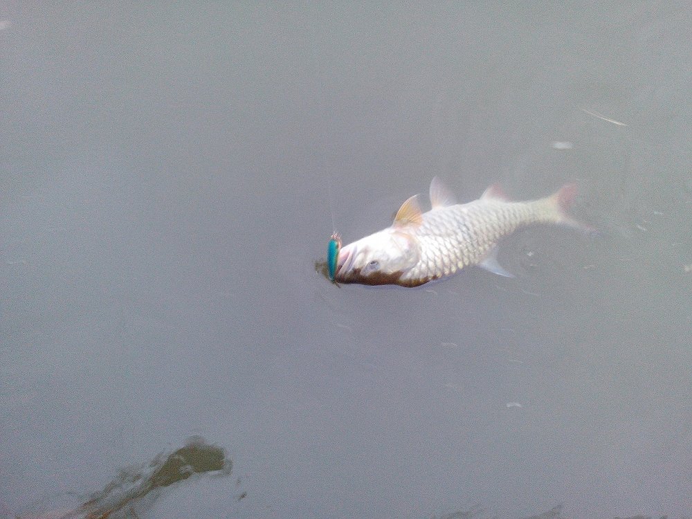 อีกมุมที่ถ่ายปลาที่อยู่ในน้ำ ในตอนนั้นปลากระสูบขึ้นจับลูกปลาเต็มไปหมดมัวแต่ถ่ายรูปเหมือนเดิม :grin: 