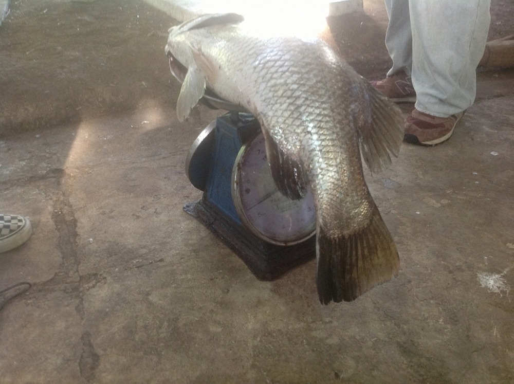      5.3 kg    ตัวนี้ 530 บาท กินกั้นได้ทั้งบ้าน