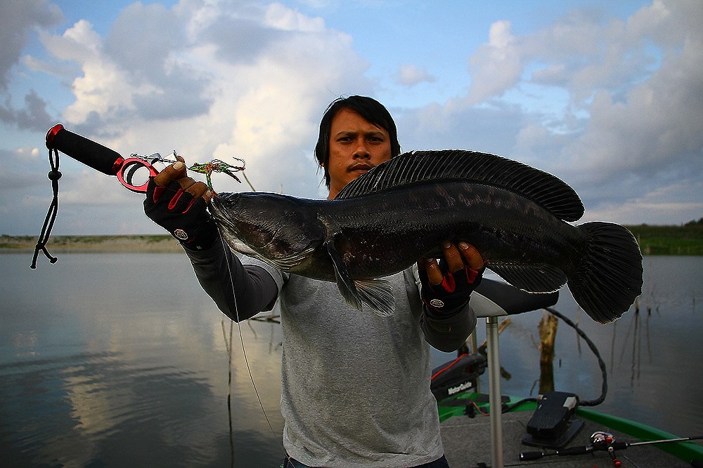                                                         Friend fish. สีเขียวครับ