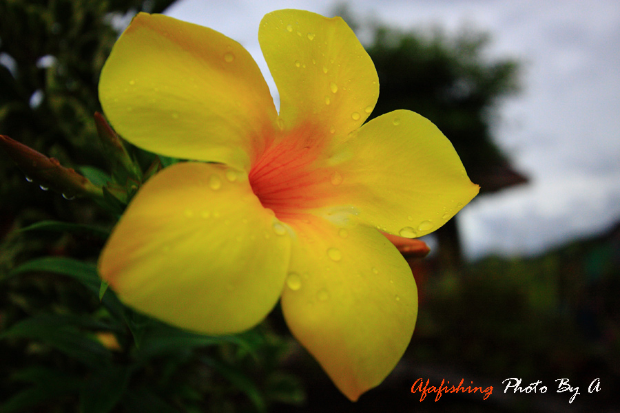 
   @@@    ดอกไม้  สร้างสรรค์ให้สวยงาม เหมาะกับธรรมชาติ

                            ลากันด้วยภาพ