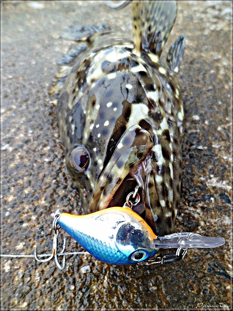  [center]:cheer:  ท้านที่สุดมันก็ต้องยอมจำนน RAPALA Ultra light Crank 33  :cheer:[/center]