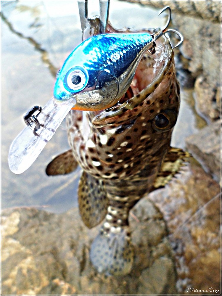 [center]:cheer:   กัดเหยื่อ  RAPALA Ultra light Crank 3 เซน เช่นเดิม   :cheer:[/center]