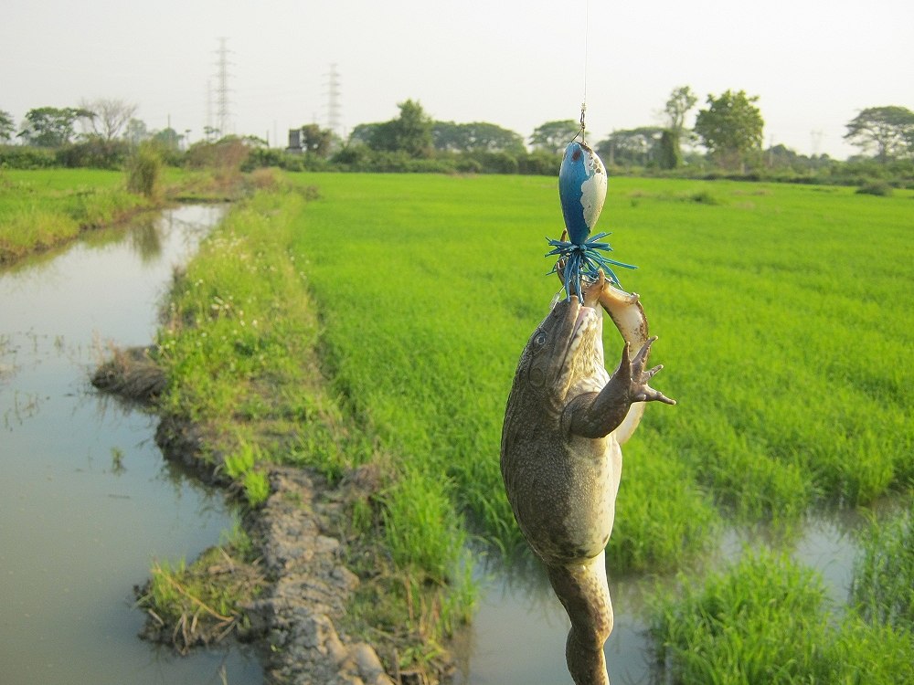 โทรฟี่ของผมครับ... :think: :think: :grin: :grin: :laughing: :laughing: :laughing: