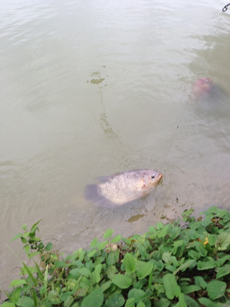 หาปลาเม่น ทำกับแกล้ม สักตัว: SiamFishing : Thailand Fishing Community