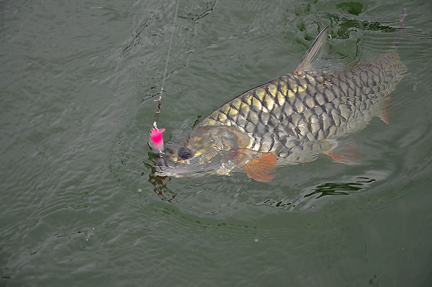 ตัวนี้กัด rapala clackin minnow :umh:
    น้ำหนักดี ตีถึงฝูง :rose: :rose: