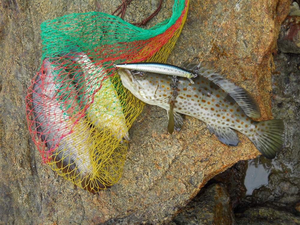 ตีเหยื่ออยู่พักนึงก็โดนอีกครับ เป้นน้องเก๋าครับ  :love: :love: :heart: :heart:

 DUO TIDEMINNOW 12