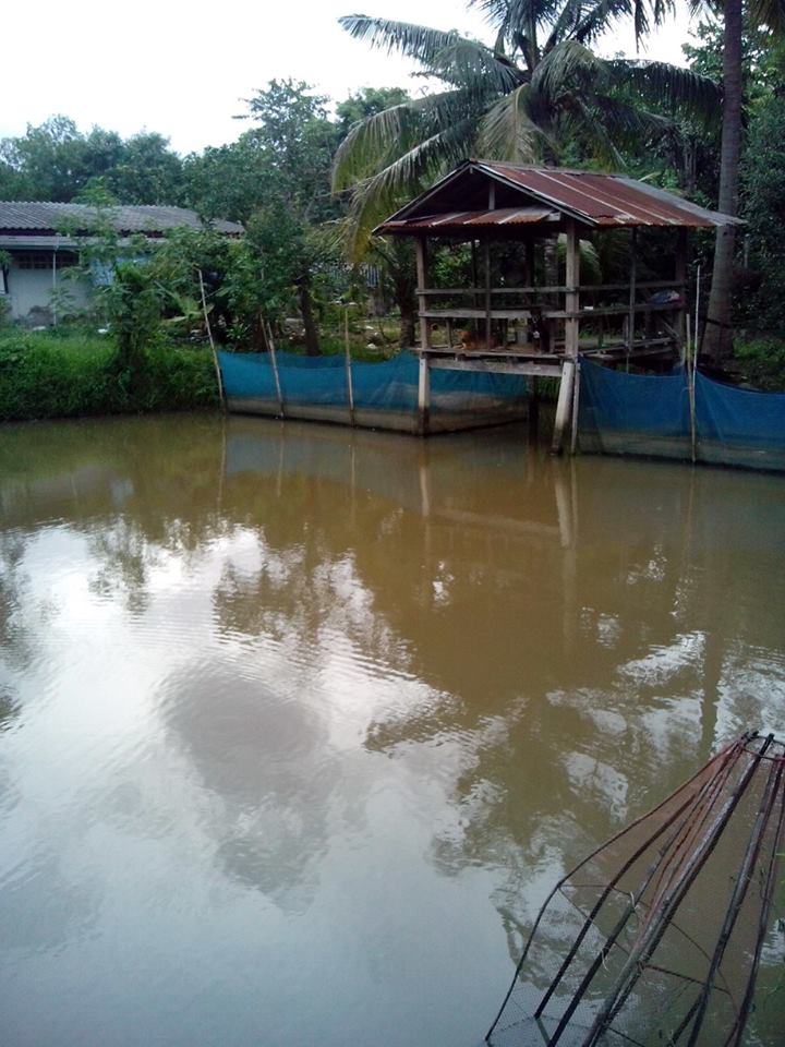 ตอนเย็นๆกับหมายช่อนใกล้บ้าน
