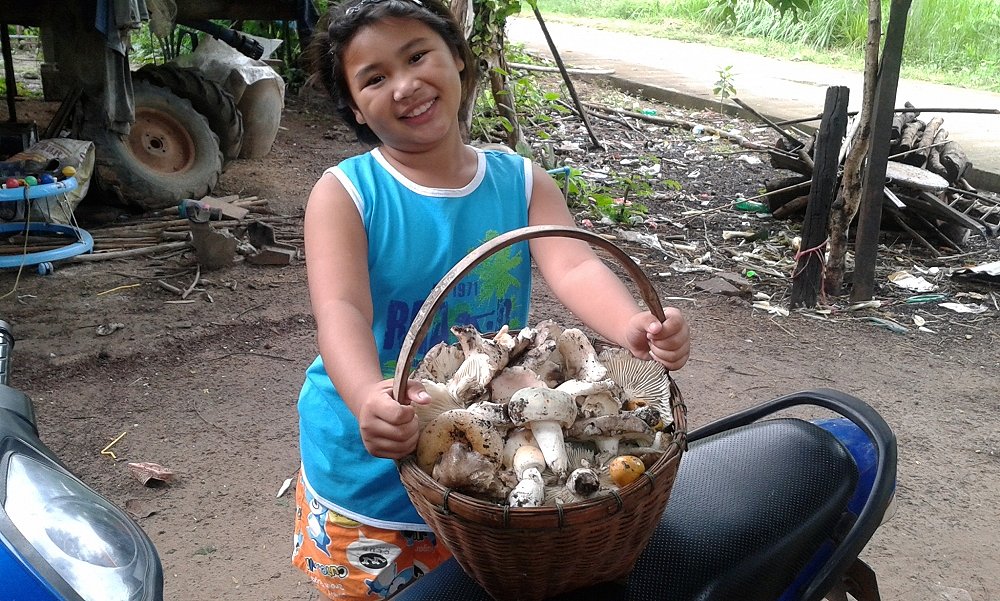 มันมากับฝน