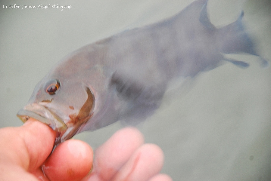 ปลาไซร์นี้ เอากลับ คงกินไม่หมด ปล่อยดีกว่า

วันนี้มาตกปลาตามวิถีแห่ง Catch and Release  :smile: