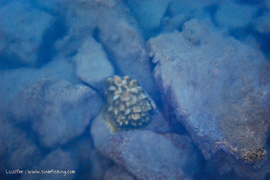 ทะเลบ้านผมก็มีปะการังนะครับ (ถึงแม้จะเป็นแค่แนวหินกั้นคลื่นก็เถอะ)

มีทั้งดอกไม้ทะเล และปลาตามแนวป