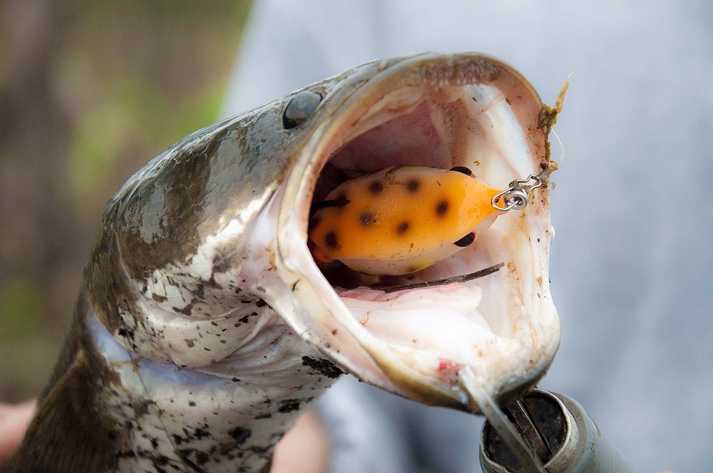  [b]ทริปหน้าจะพาไปเลนกบยาง Actionlure อีกน่ะคร๊าบบ ติดใจแล่ะมันหาปลามาทำน้ำยาเก่งจริงๆ [/b] :grin: :