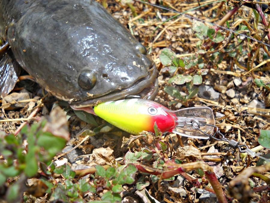  [b]ช่อน...ที่นี่ ชอบมากครับ...กับ RAPALA FAT RAP[/b]  :love: :love: :love: