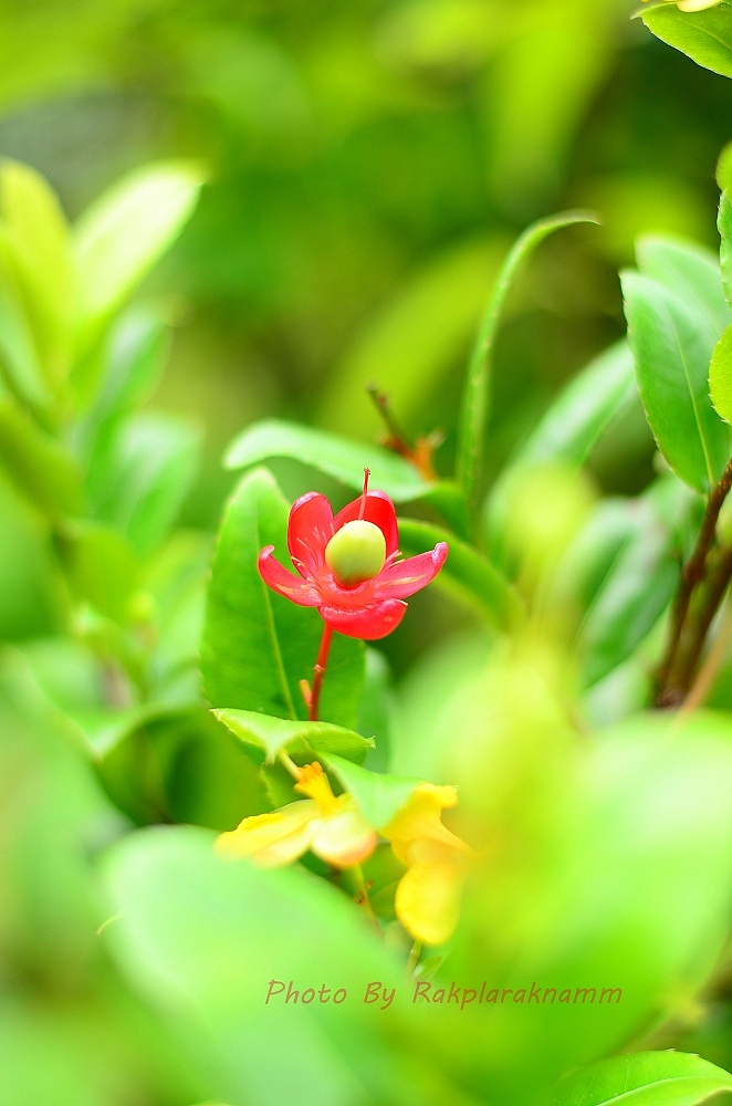  ส่วนภาพนี้จากเลนส์ fix nikon 50 1.8G ครับ :smile: :smile: