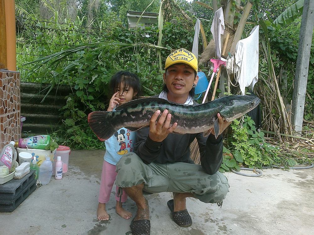 ชะโดแม่นำ้ลพบุรีตอนเช้ากับกบกระโดด