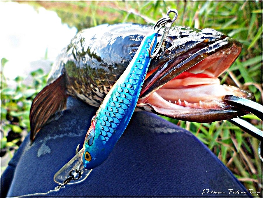  [center]:cheer:    ชัดๆอีกทีกับเหยื่อ  RAPALA SHAD RAP 7  เกี่ยวเข้าเบ้าตา   :cheer:[/center]

 [
