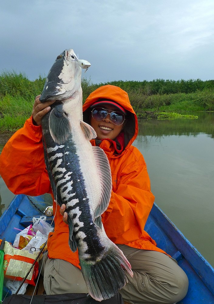 Ms.Farang Ba....& Giant Snakehead...