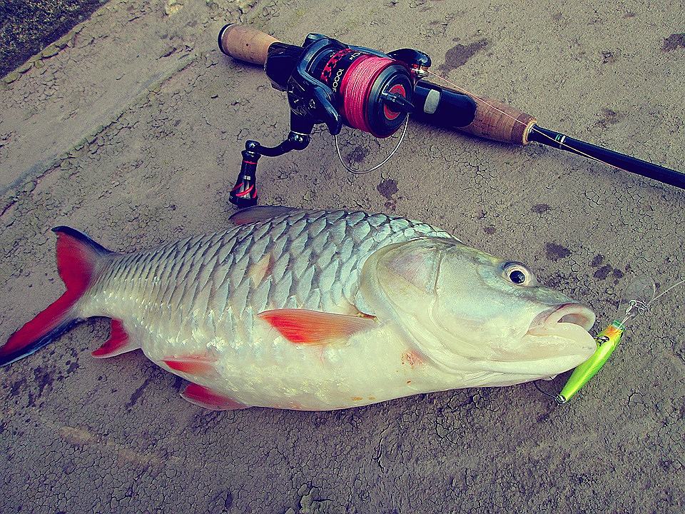 Hampala barb Fish
Reel : Shimano STARDIC CI4 1000F
Rod : Graphiteleader Bosco NUOVO 3-8 lb
Line :