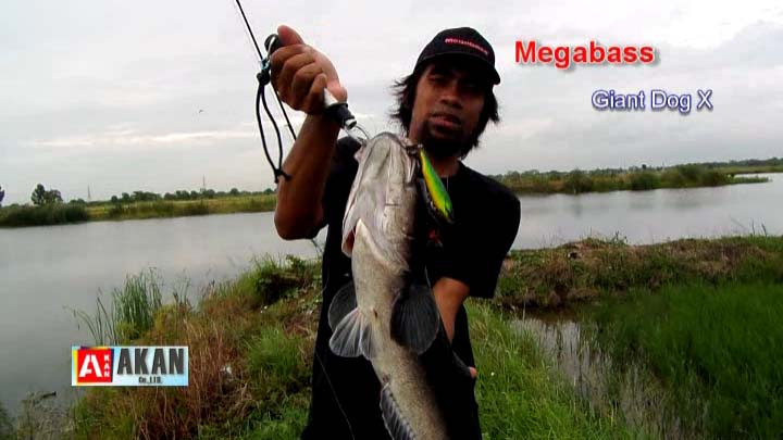 ขึ้นมาแว้ว ๆ ชะโดยุดยา กับเหยื่อผิวน้ำ Megabass Giant Dog X  :cheer: :cheer: