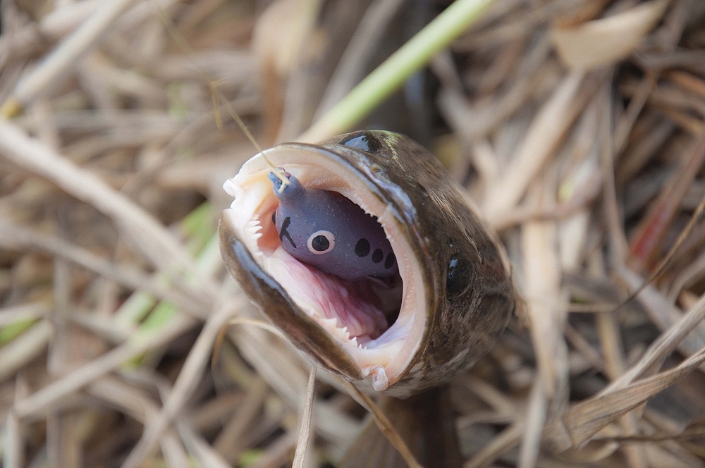 อ้า...หน่อย :grin: :grin: :grin: :grin:
