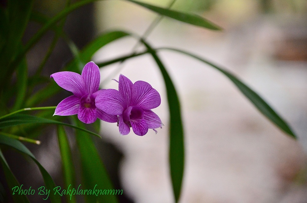 ปิดท้ายด้วยดอกไม้ซักภาพละกันครับ :smile: :smile: :smile: