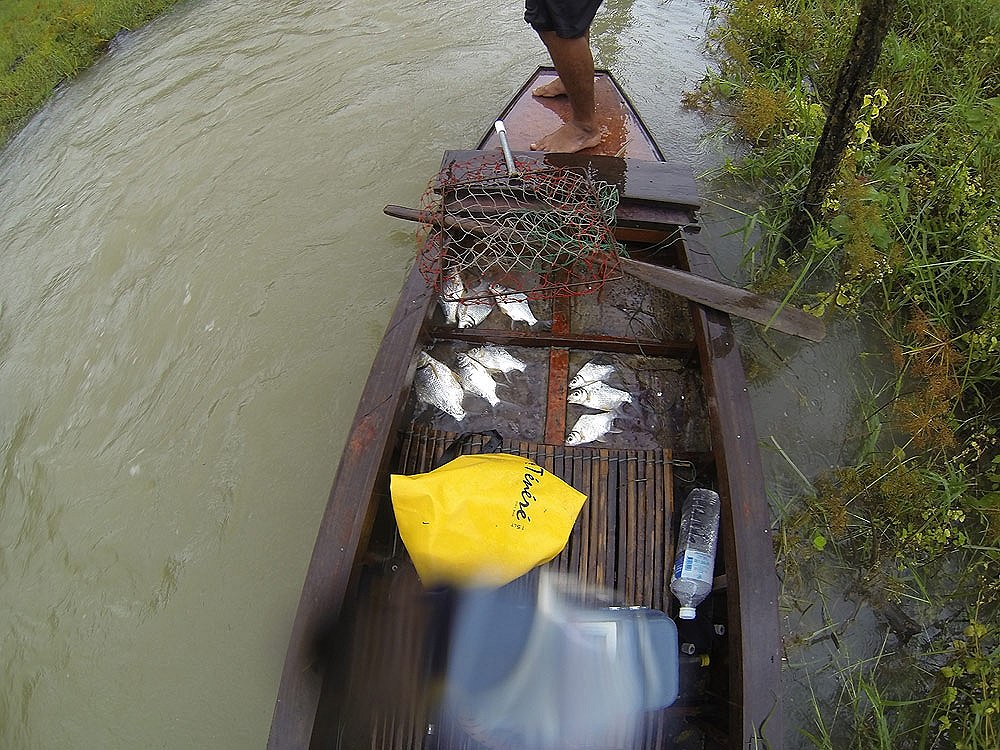 ที่นอนแผ่บนเรือไต๋บอกว่าชื่อปลาช้างเหยีบ คงเพราะตัวมันแบนซะขนาดนั้น

ที่จับขึ้นมานี้เป็นปลาที่ผสมพ