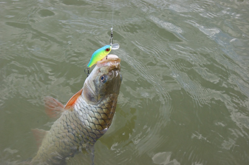 เหยื่อ Hinomiya สีนี้หมานสุดๆ กดมาเยอะและ :cool: :laughing: :laughing: :laughing: :laughing: