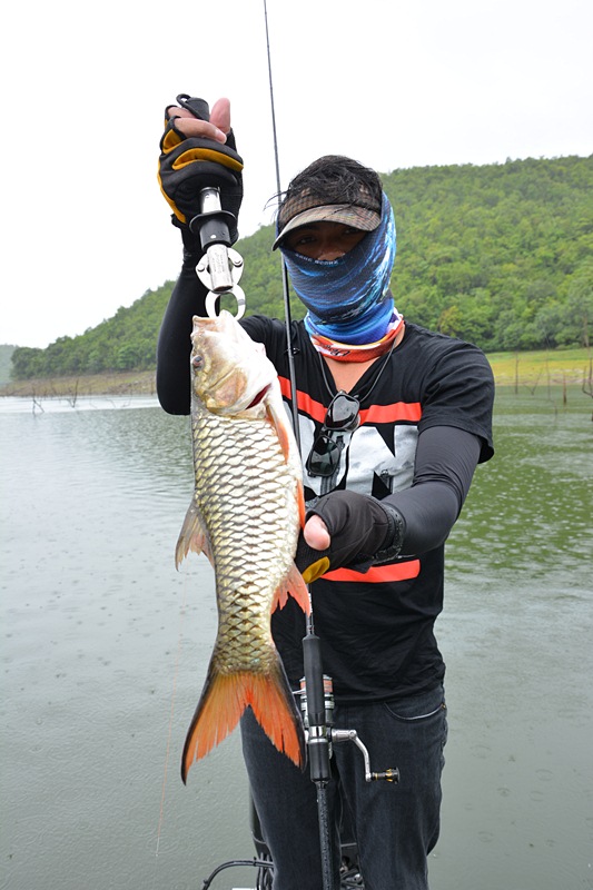 น้าชาญ..โดนบ้าง เจอกระสูบฝูง  ครับผม !!!    :cool: :cool: :cool:

ไม้เดียว..ลงตรงฝูง  ไม่พลาด    :