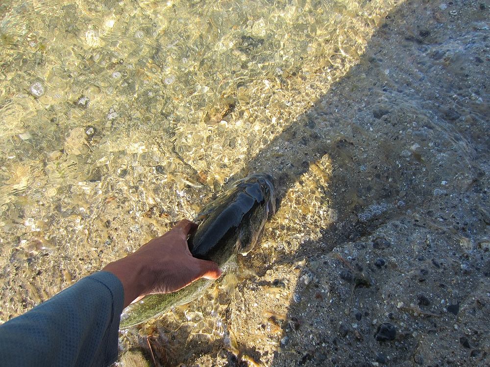 ขอขอบคุณทุกท่านที่ติดตามกระทู้ของผมครับ
 :prost: :prost: :prost:
ป.ล. 
ปลา Largemouth Bass ต้องมี