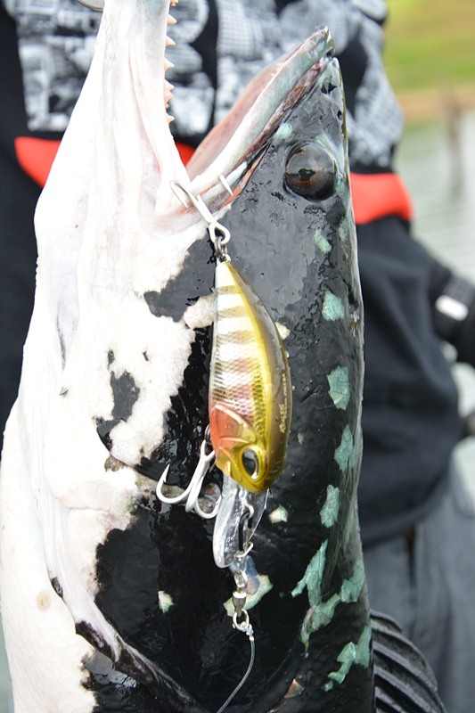 น้าชาญ..จัดขึ้นมาด้วย   [b]DUO Realis Crank M65 11A[/b]   ได้เรื่อง  ครับผม !!!    :cool: :cool: :co