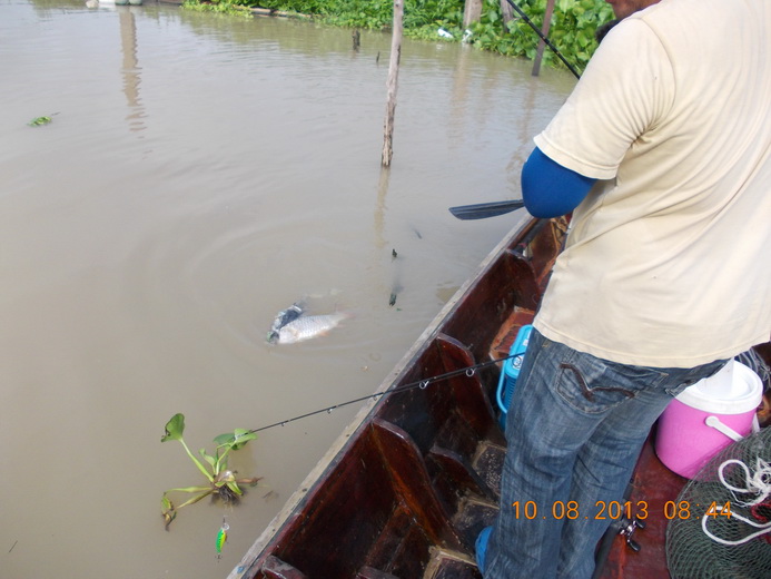 ไต๋แก้สายให้ปลาก็ลอยมาข้างเรือแล้วครับ