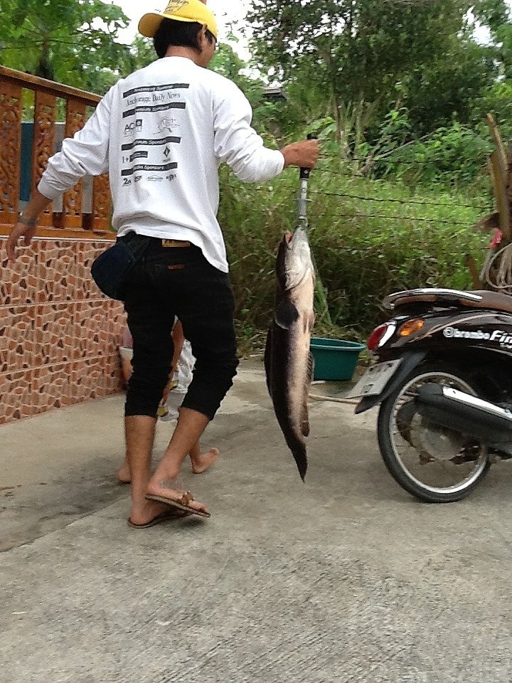 เอาไปทำห่อหมกก่อนครับ มีคนแอบถ่าย