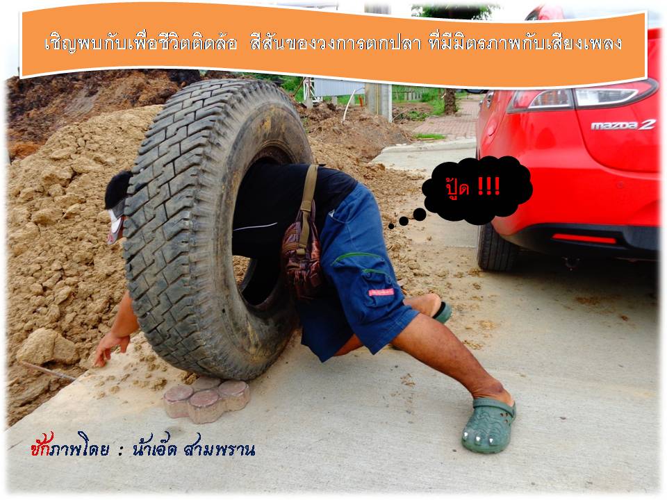 "ปลาช่อนข้างทาง"