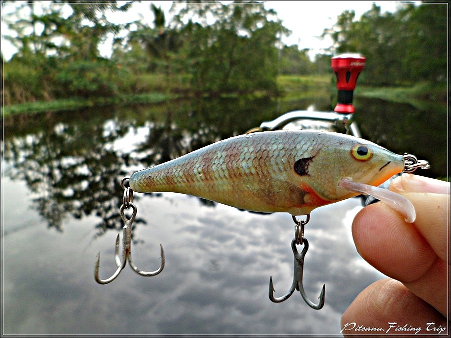  [center]:cheer:       หมายนี้ขอเปลี่ยนเป็นเหยื่อตัวนี้ครับ  RAPALA  Scatter Rap Shad 7    ที่ผมจะเล