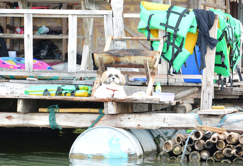อุ๊ย !!! ดูซิ..นั่น   :ohh: :ohh: :ohh:

ตัวอะไร  มารอรับที่แพ อ่ะ !!!   :grin: :grin: :grin: 

