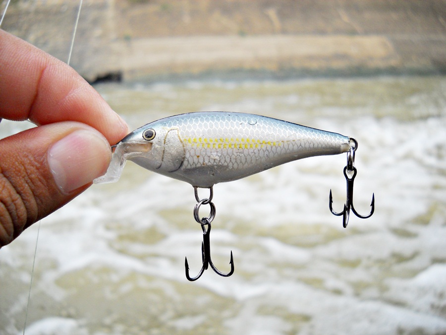  [center]เหยื่อตัวแรกจัด...ตัวนี้ ลงไป ก่อนเลยครับ... [b]RAPALA Shad rap 5 ALB [/b] เทพแห่งปลาแม่น้ำ