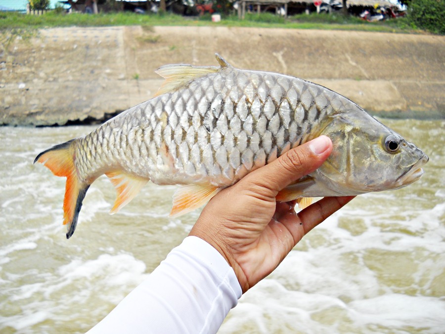 [b]วิ่ง...ซะนานเลยตัวนี้...เสา อากาส เลย หลุดไป เหลือมาแค่เนี่ย...เองครับ[/b]  :think:  :think:  :l