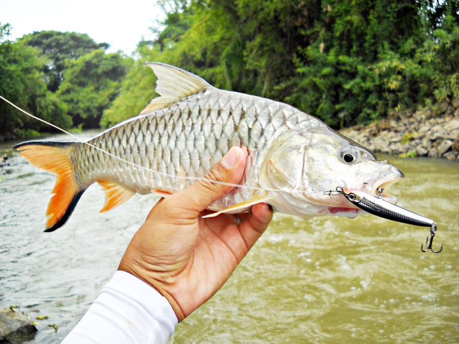 เรียบ...ร้อย ครับ กระสูบน้ำไหลไซส์ สวยๆ เสร็จ  [b]RAPALA Ultra Light Minnow 6 เซน [/b] 

 :flag: :