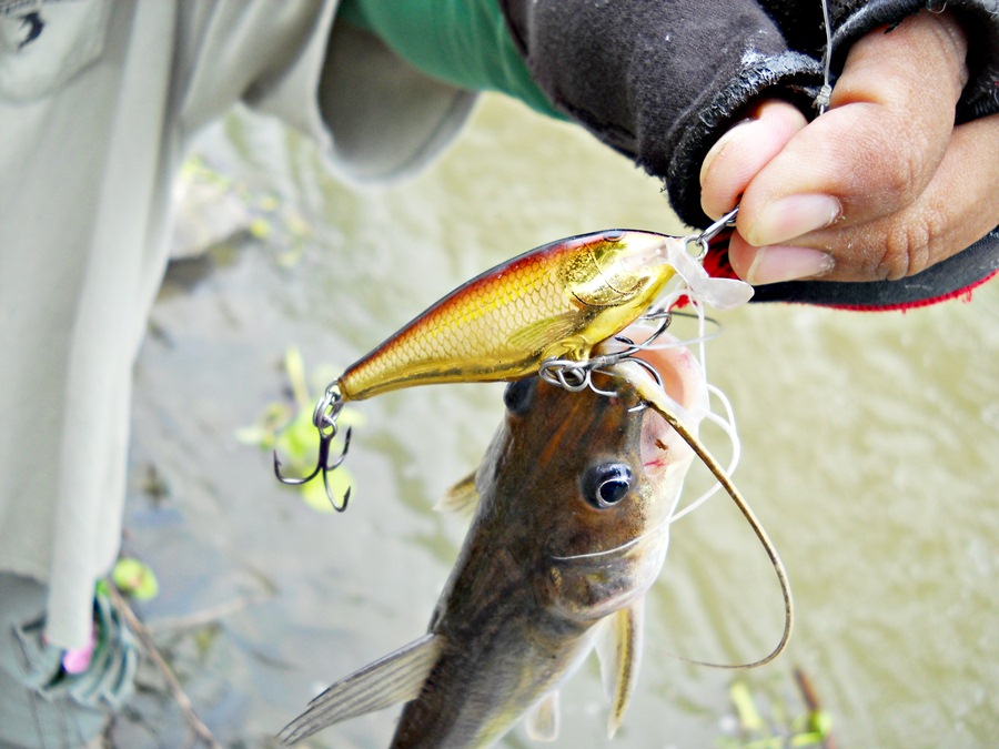 สวยๆ ครับ กับ  [b]Shad rap 5 เซน สี GALB [/b] น้าวุฒบอกเหยื่อตัวนี้ก็เป็นตัวทีเด็ดของเขาอีกตัว...ครั