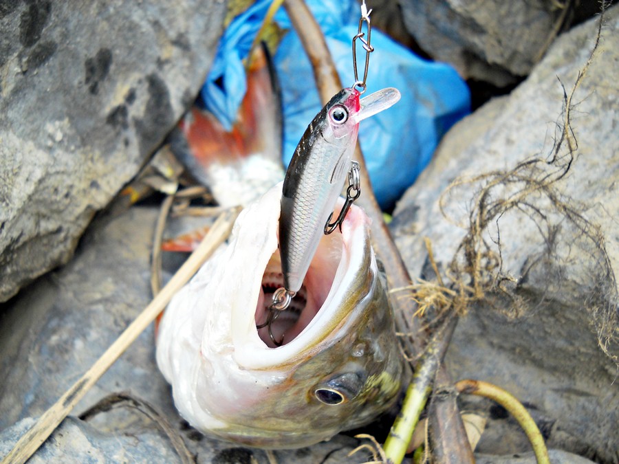 นี่ครับ...ที่เด็ด ของผม อีกตัว กับ  [b]RAPALA X - Rap Countdown [/b]  สวยๆ กระสูบ...เห็นเป็นโดน ครับ