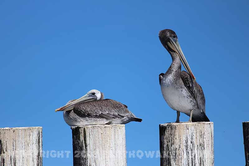 Our friends followed us back to port...