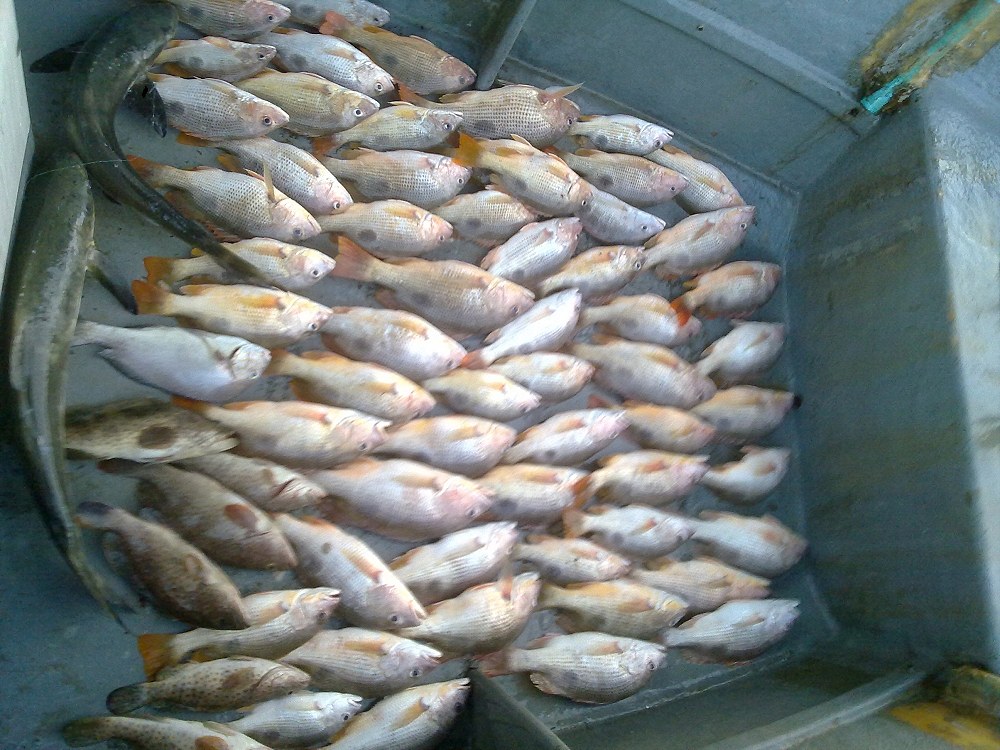ลักเรียบหาปลาจาน