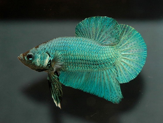 Betta splendens และ Micracanthus marchei 