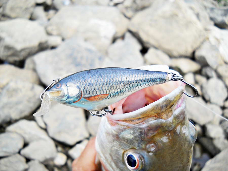 กระสูบ...ที่นี่กัดดีมากๆครับกับ  [b]RAPALA shad rap  5 เซน สี สวยๆ เหมือนลูกปลา[/b] ครับ 

 :rose: