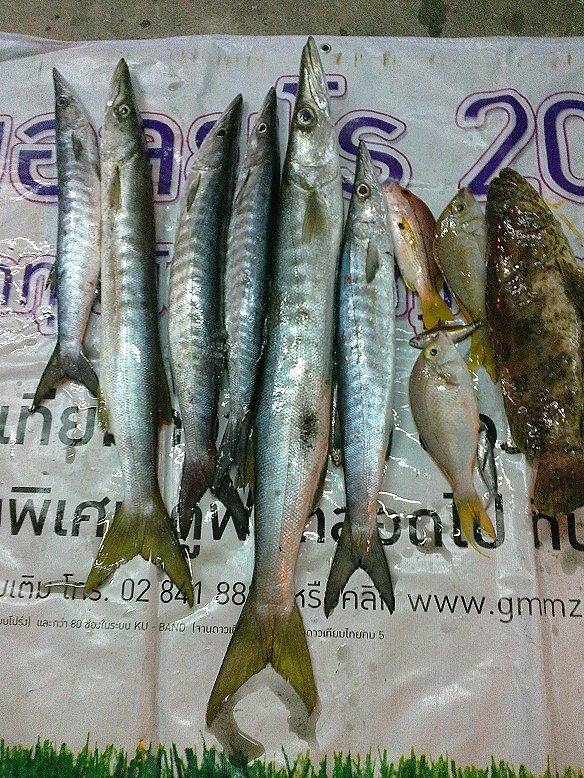 สากกัดกะจาย