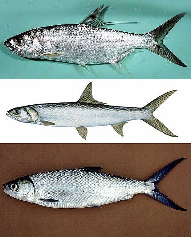 บน - Pacific tarpon ,ข้าวเหนียวบูด ,เดือน ,ตาเดือน ,บุหลัน
กลาง - Ladyfish ,ตาเหลือกยาว
ล่าง - Mil